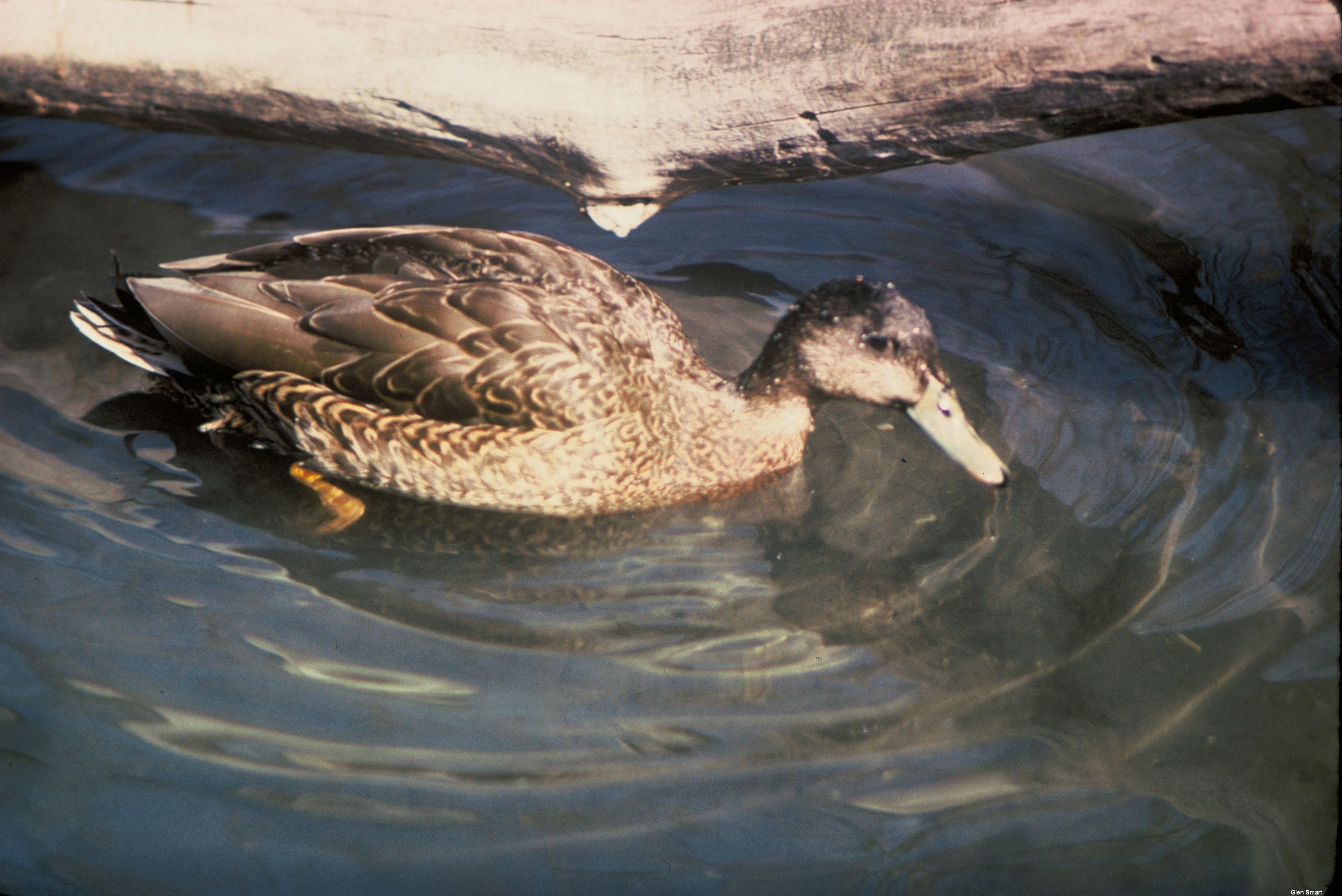 Hawaiian Duck (Koloa)